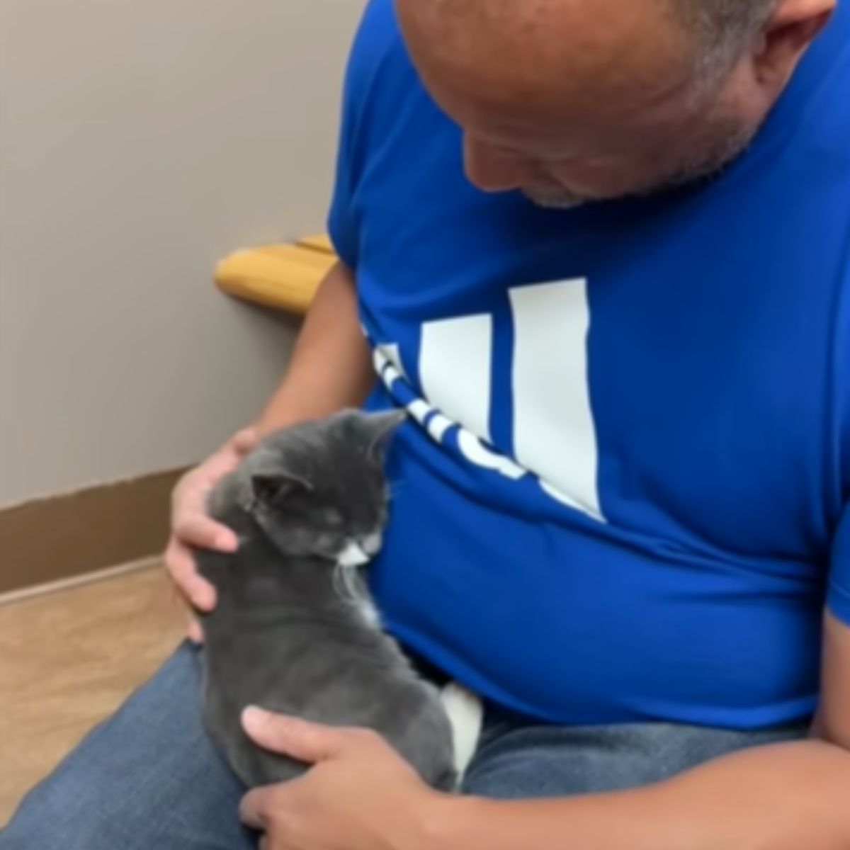 kitten in man's lap