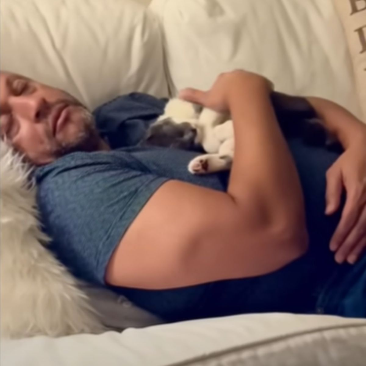 kitten sleeping on man's chest