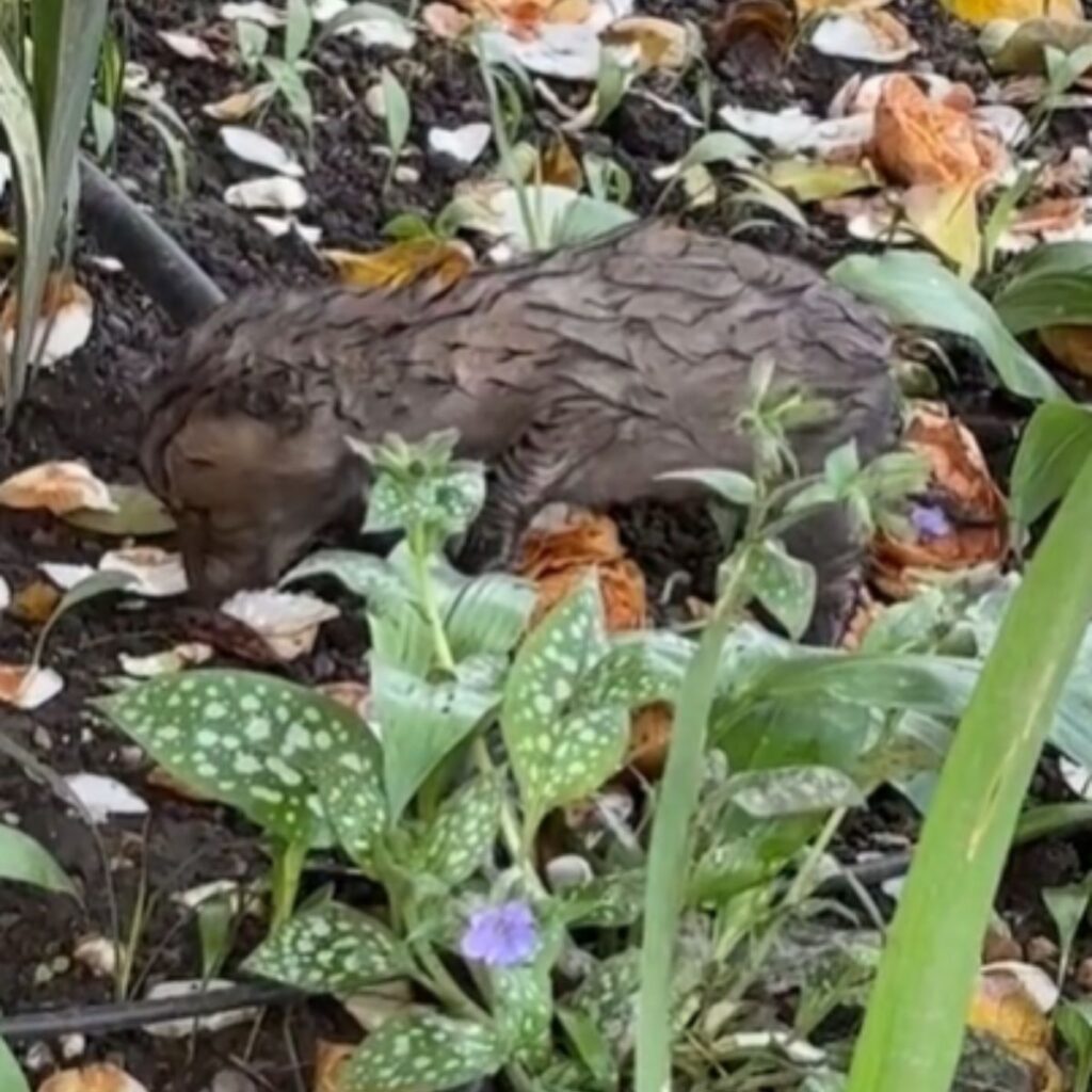 Woman Shocked To Discover A Tiny Mysterious Creature Crawling Around
