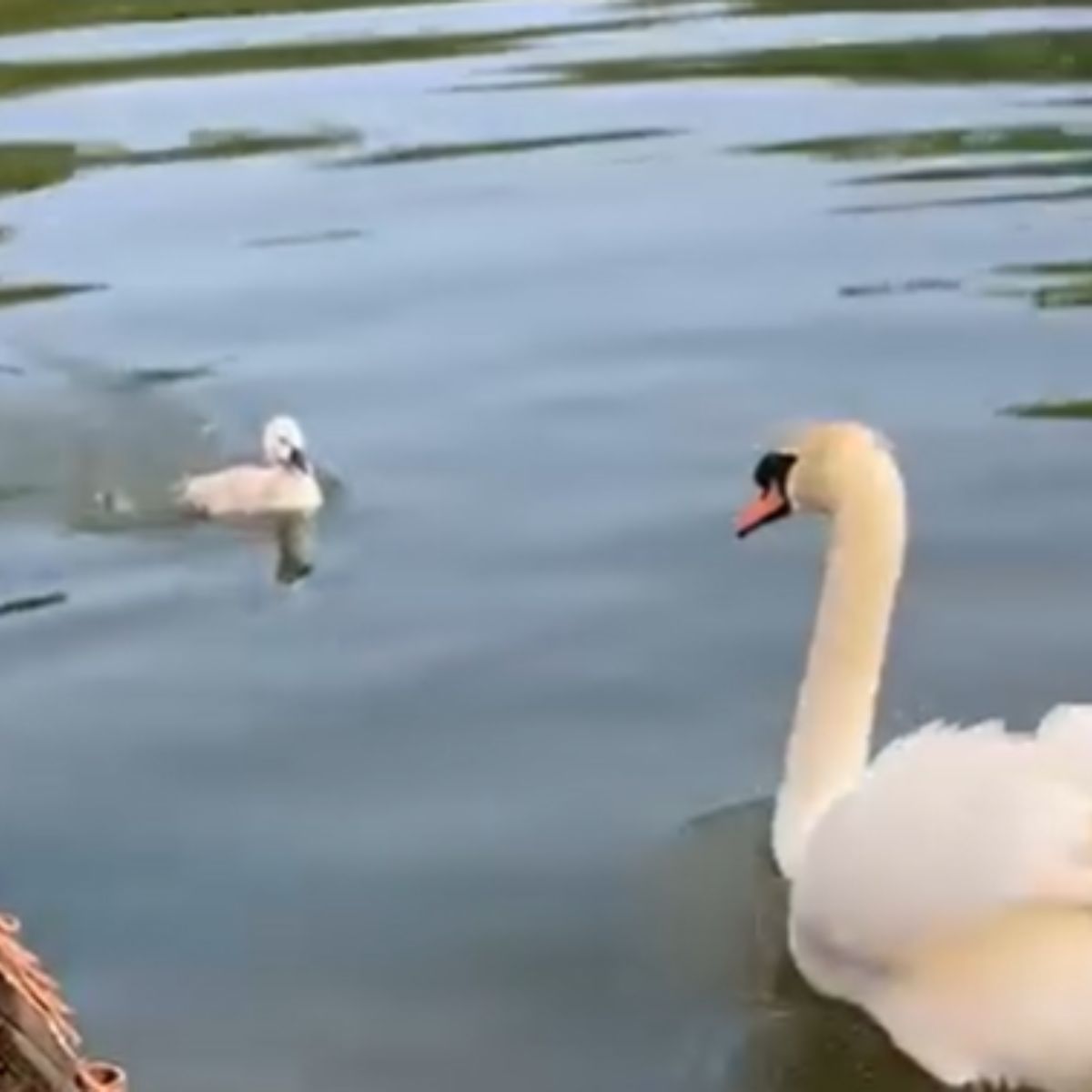 mama swan swimming to her babies