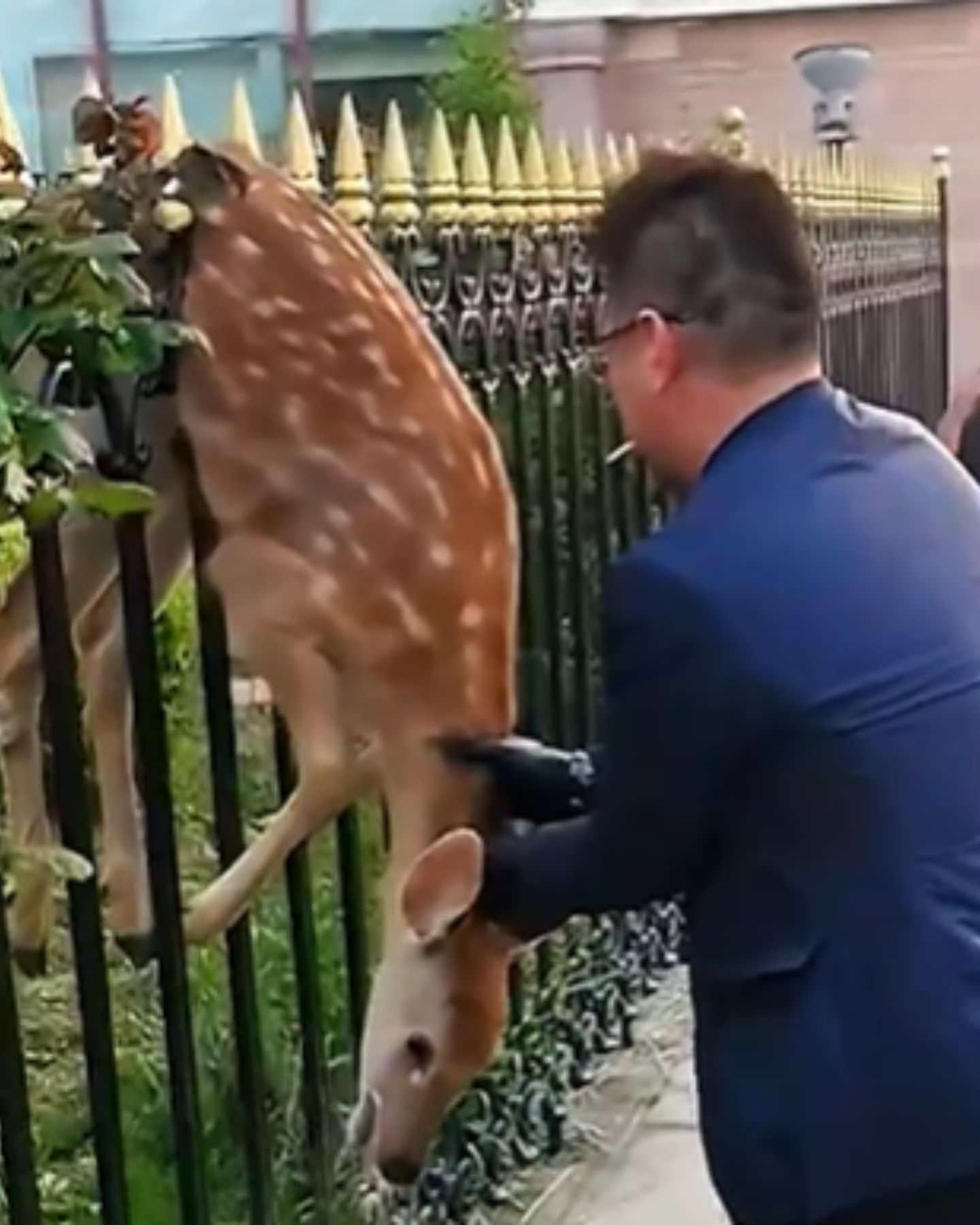 man helping the deer