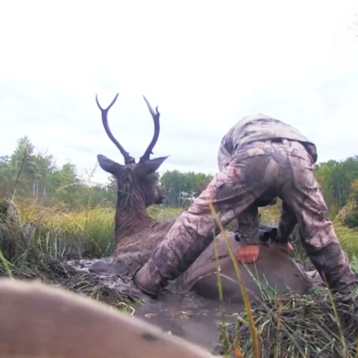 man helping the elk