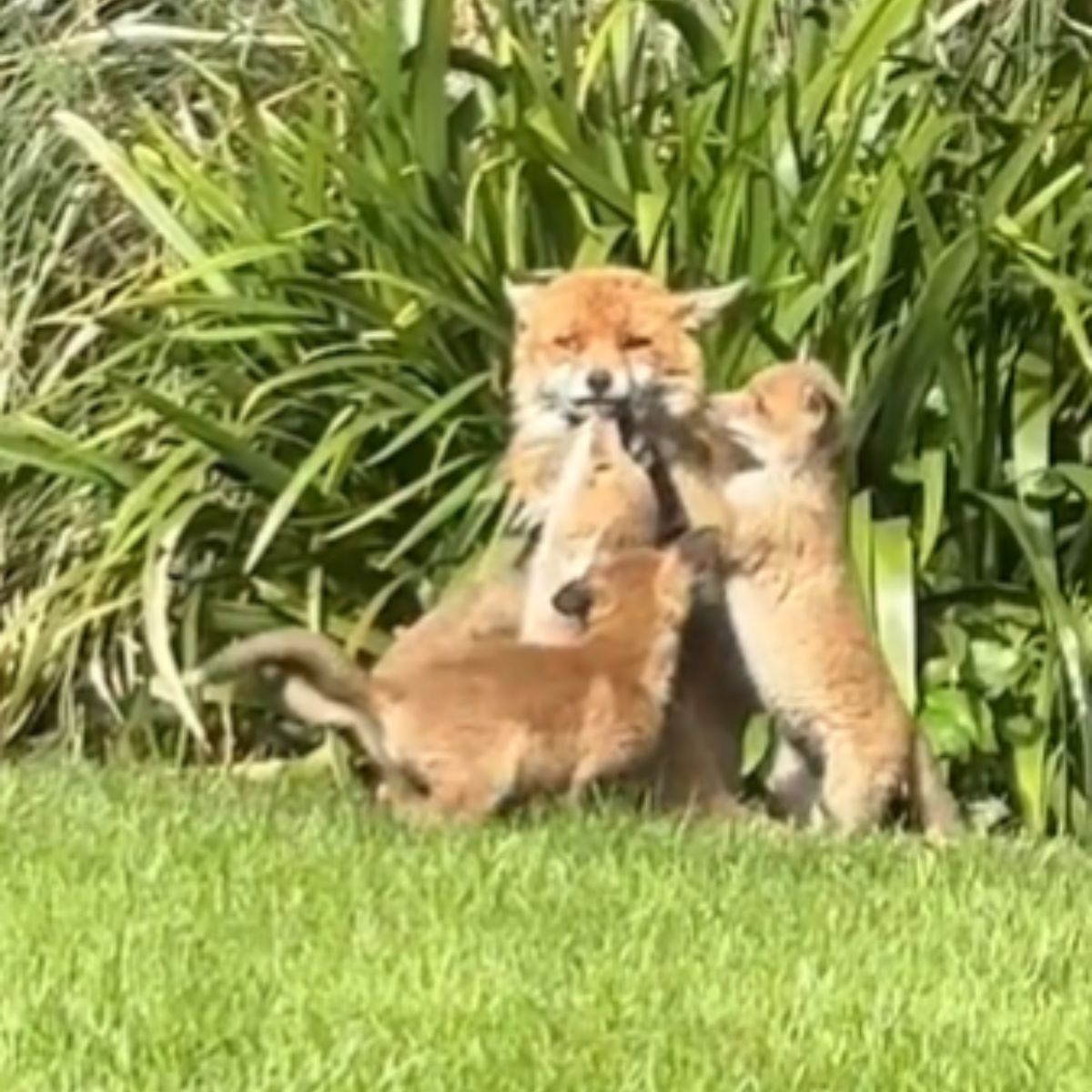 mother fox and little fox