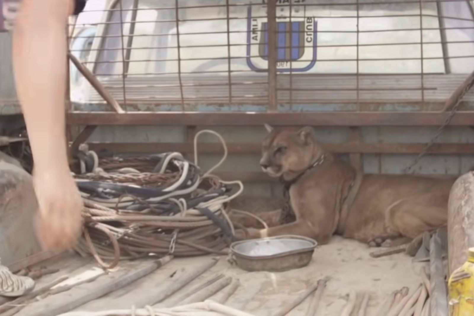 mountain lion chained to a pick up