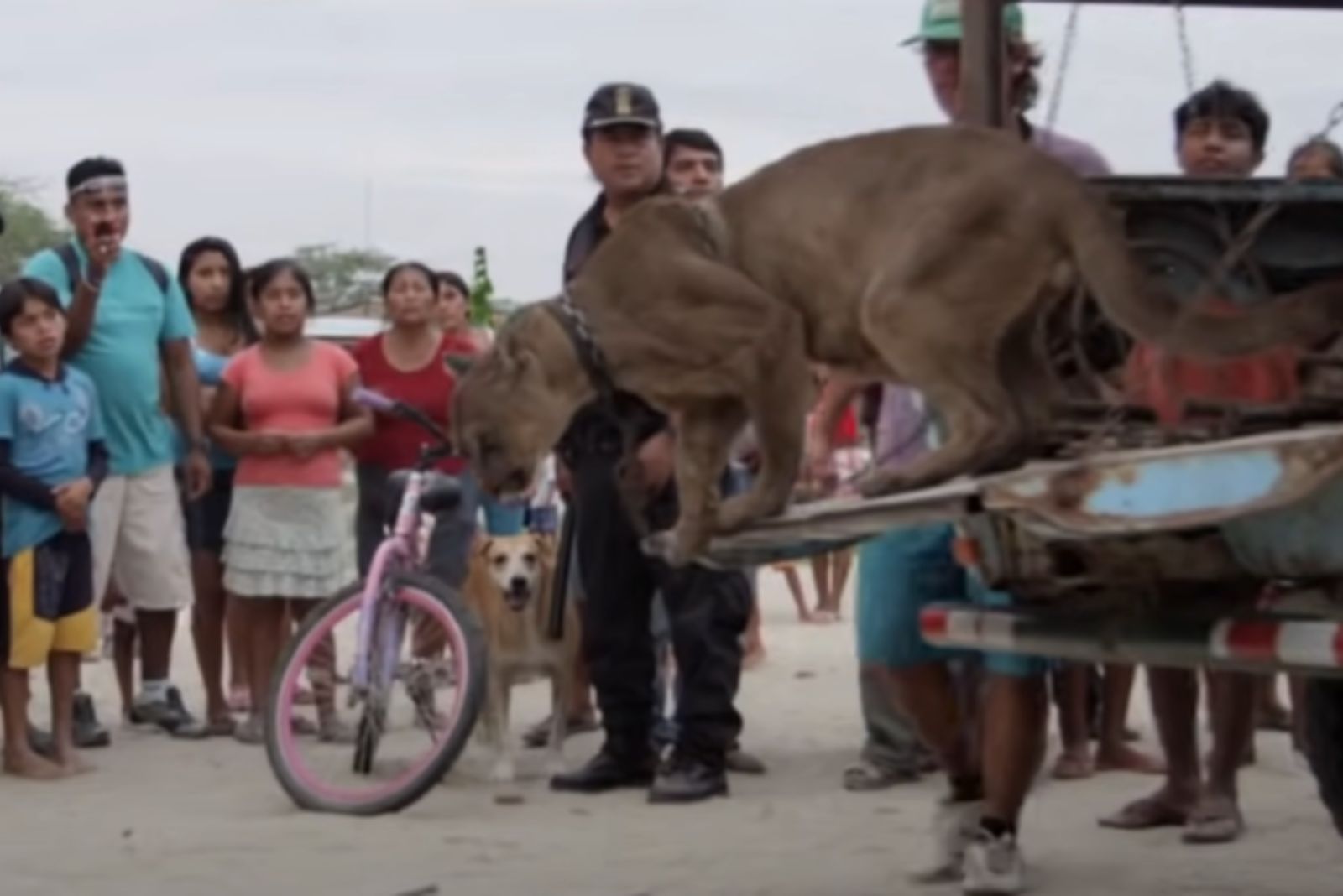 mountain lion getting off the pick up