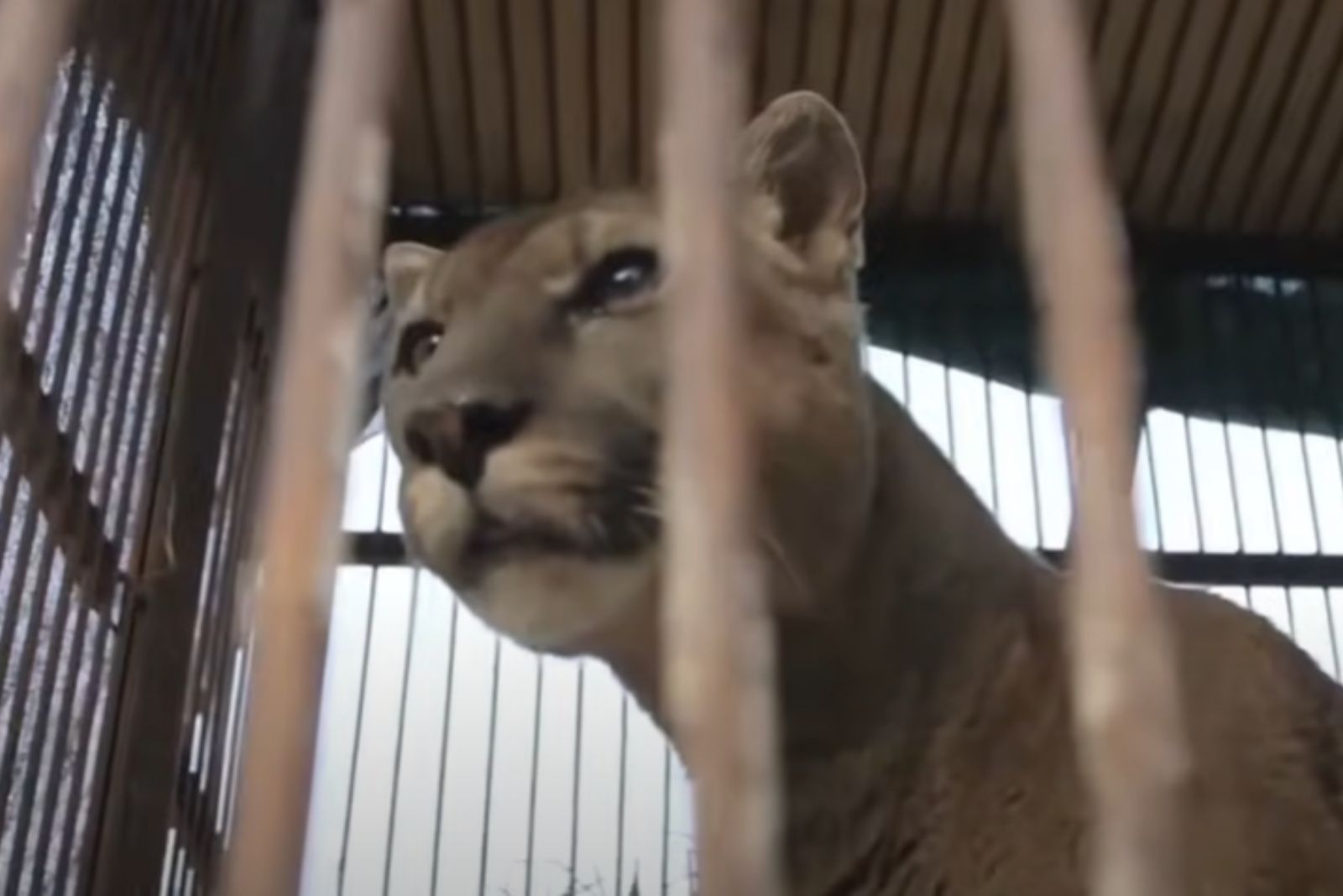 mountain lion in a cage