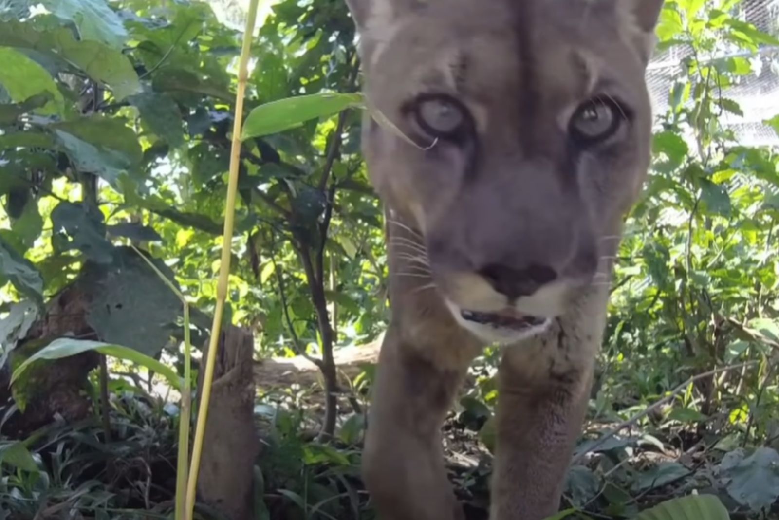 mountain lion looking at the camera