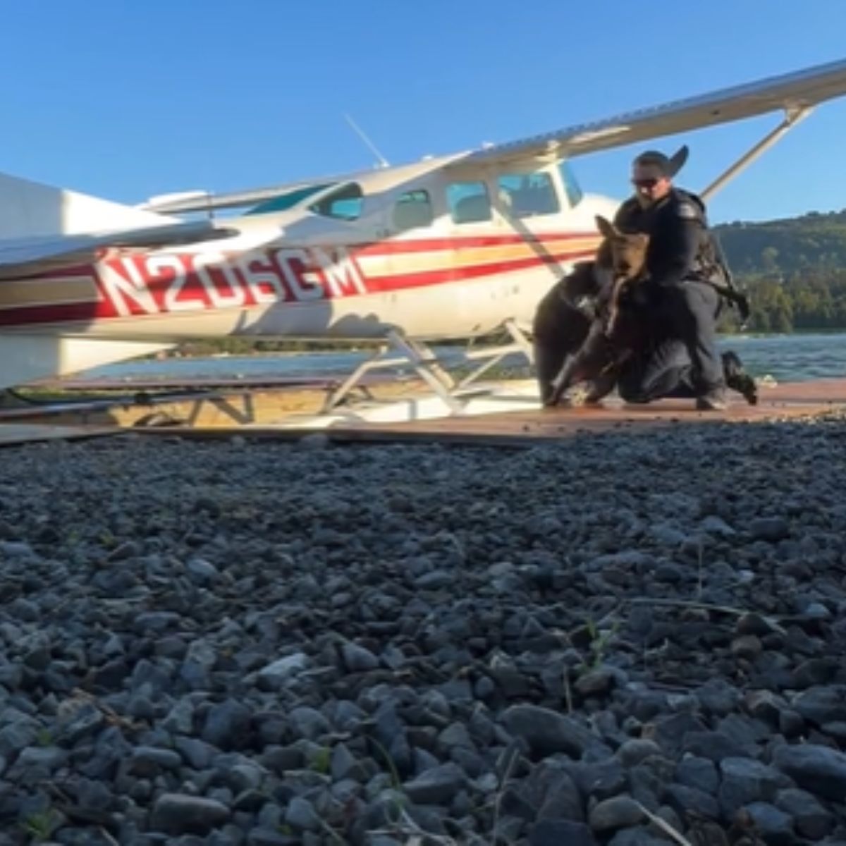 officer with moose outside