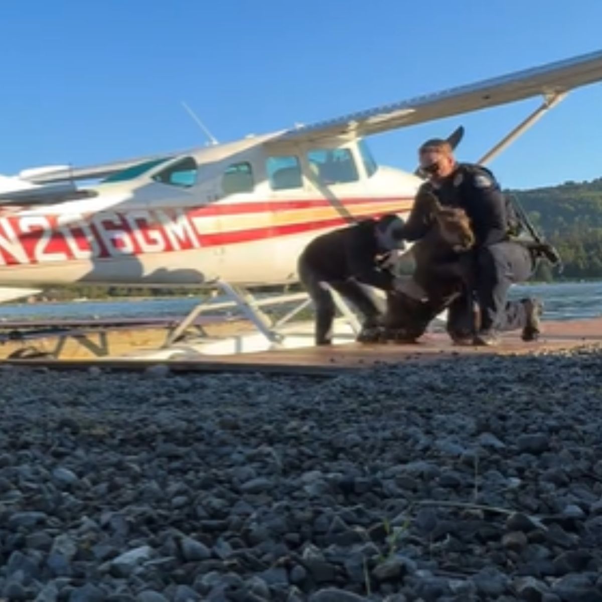 officers rescuing moose