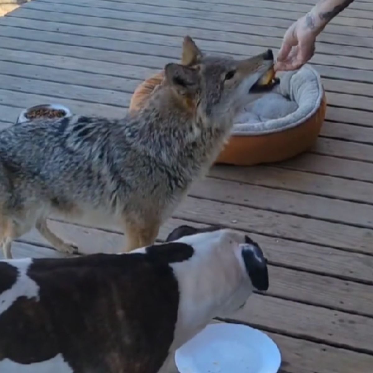 owner, coyote and dog