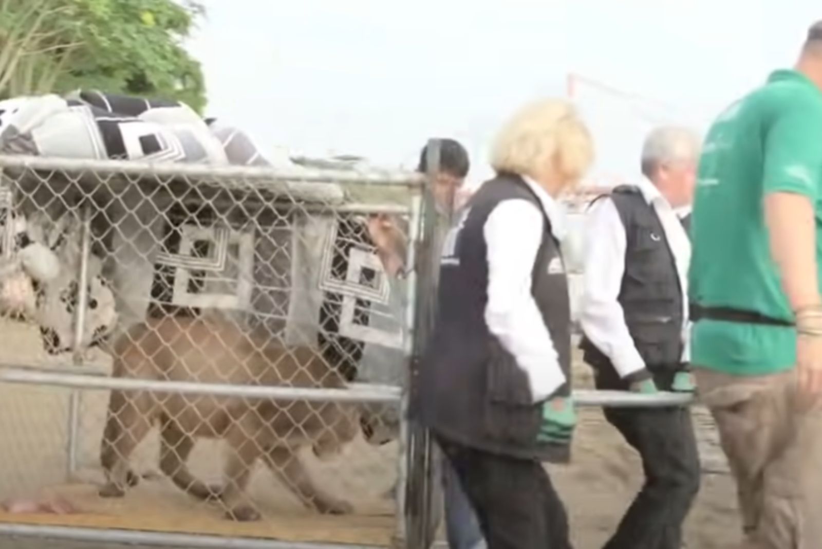 people carrying the cage with mountain lion