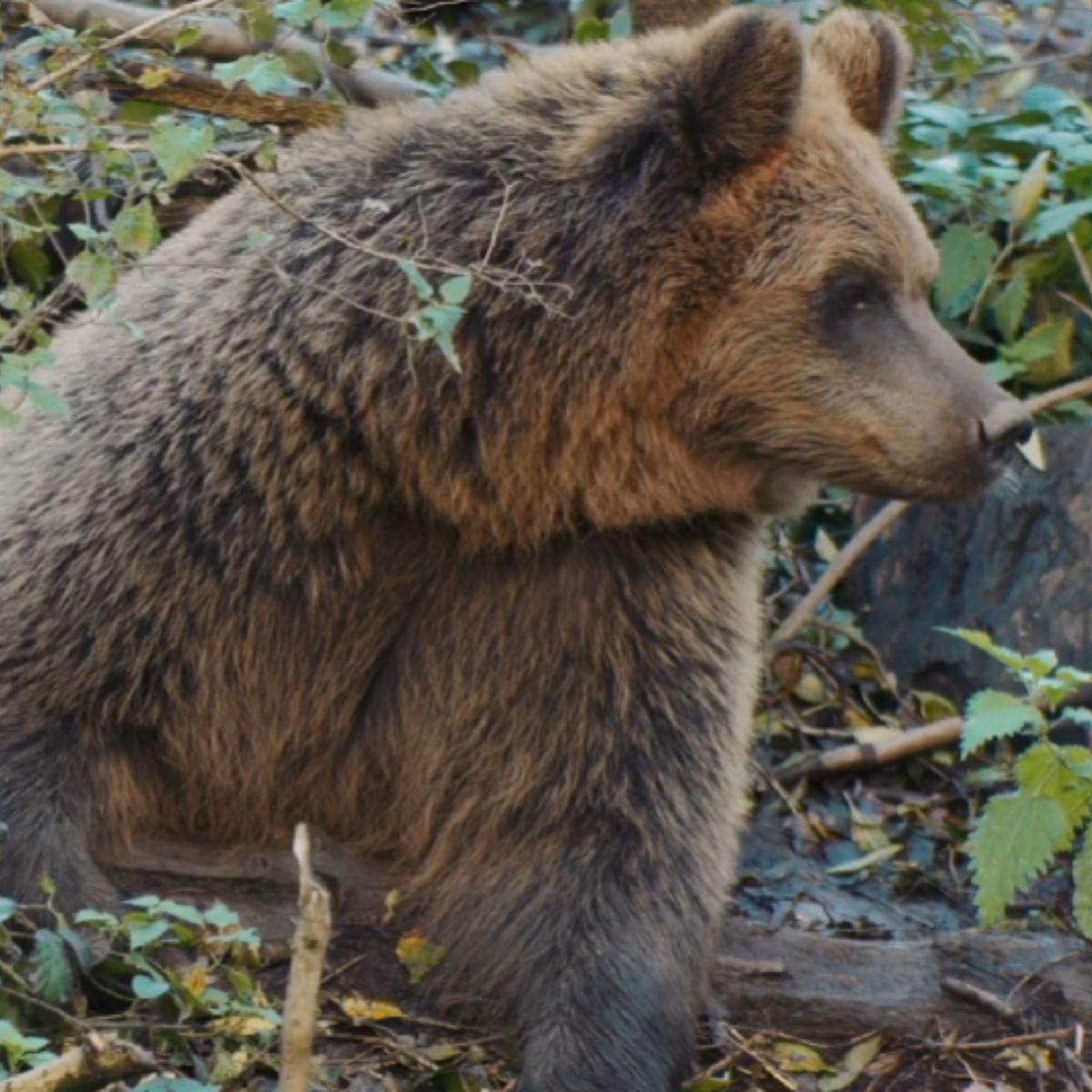 photo of a bear