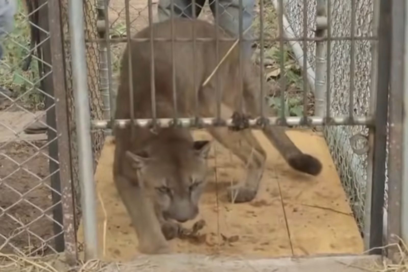 photo of a mountain lion