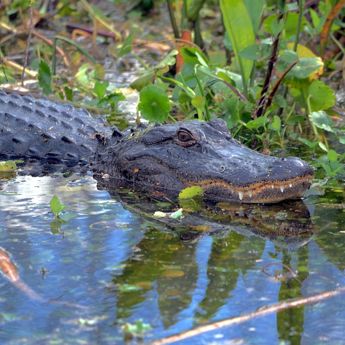 photo of alligator