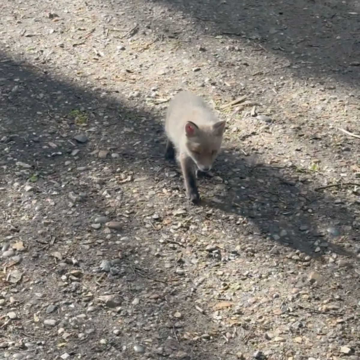 photo of baby fox