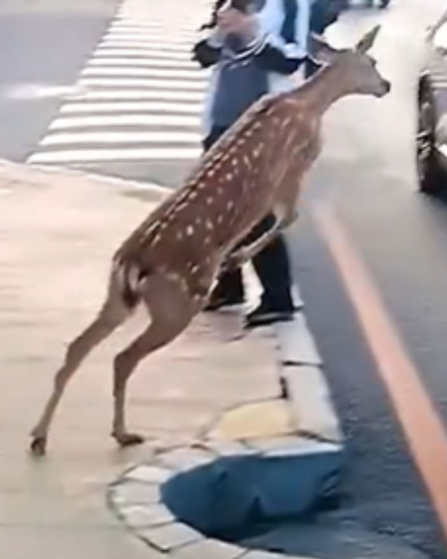 photo of deer running off