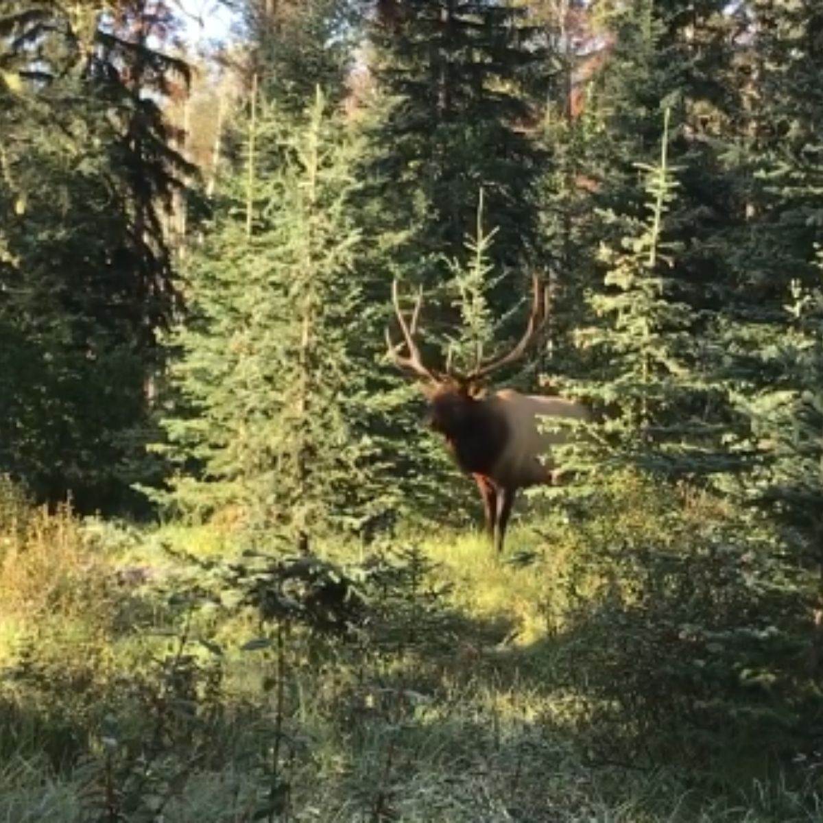 photo of elk in the woods