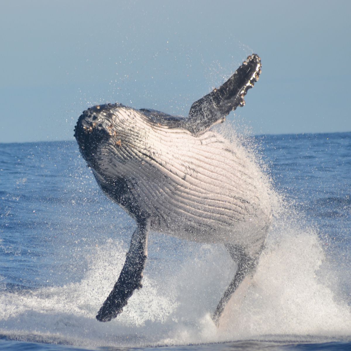 photo of humpback whale