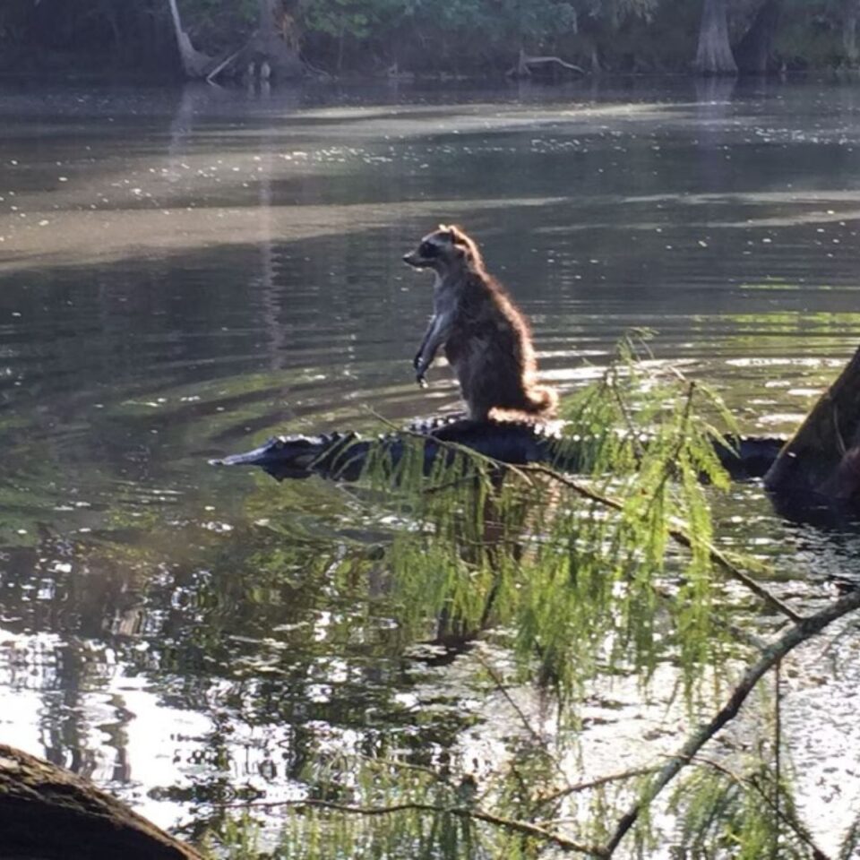 Florida Family's Forest Outing Takes A Hilarious Turn When Dad Spots ...