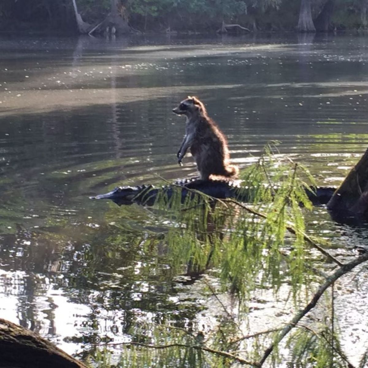 photo of raccoon riding an alligator