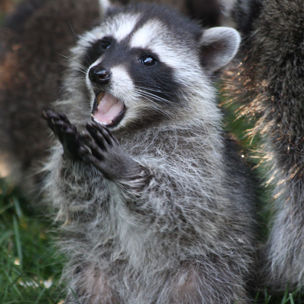 photo of raccoon