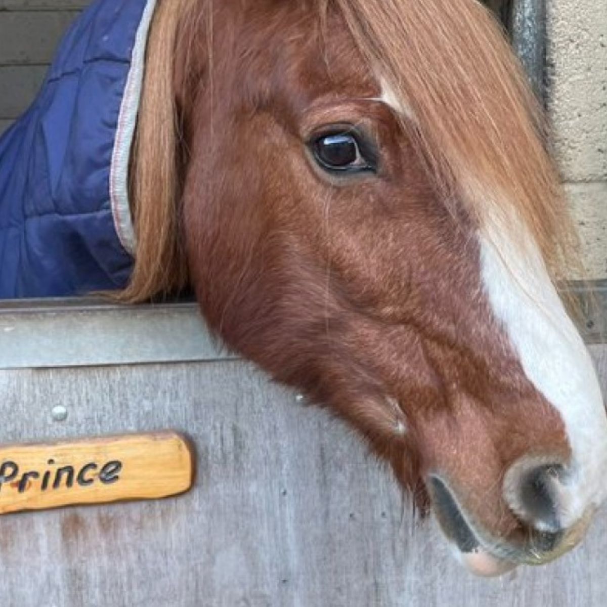 photo of rescued horse