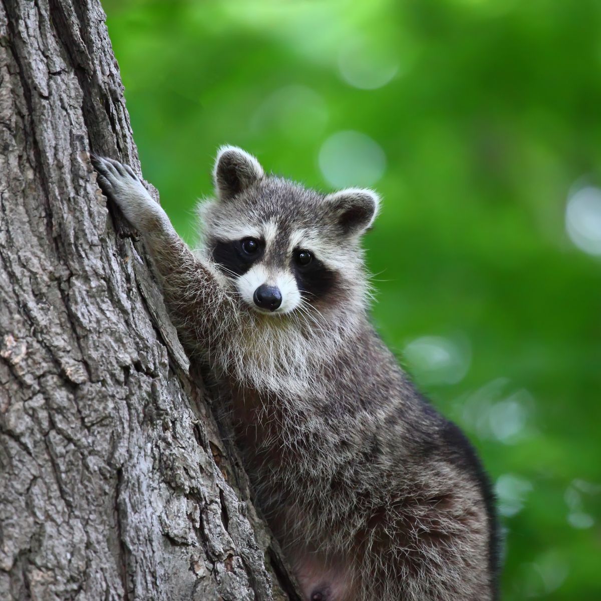 raccoon climbing a tree