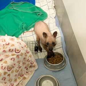 Rescuers Puzzled By A Hairless Animal Found In A Backyard And You Won't