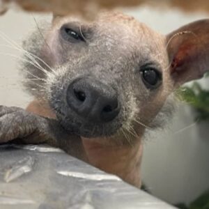 Rescuers Puzzled By A Hairless Animal Found In A Backyard And You Won't