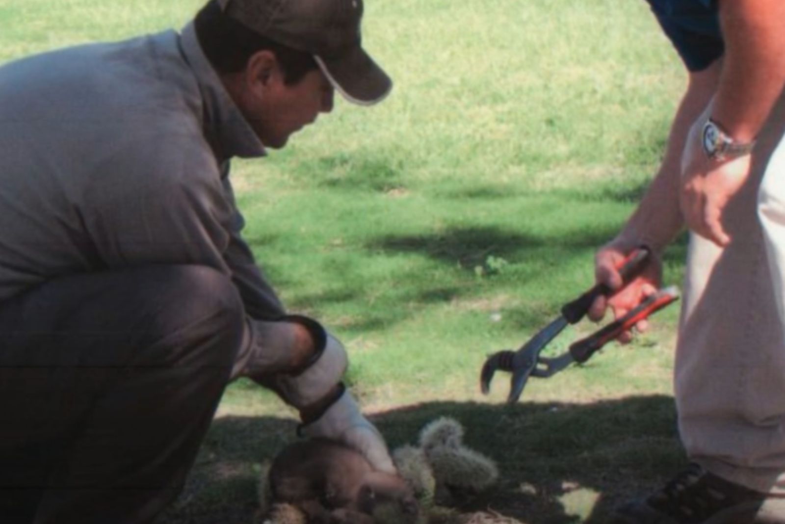 removing cactuses from coyote