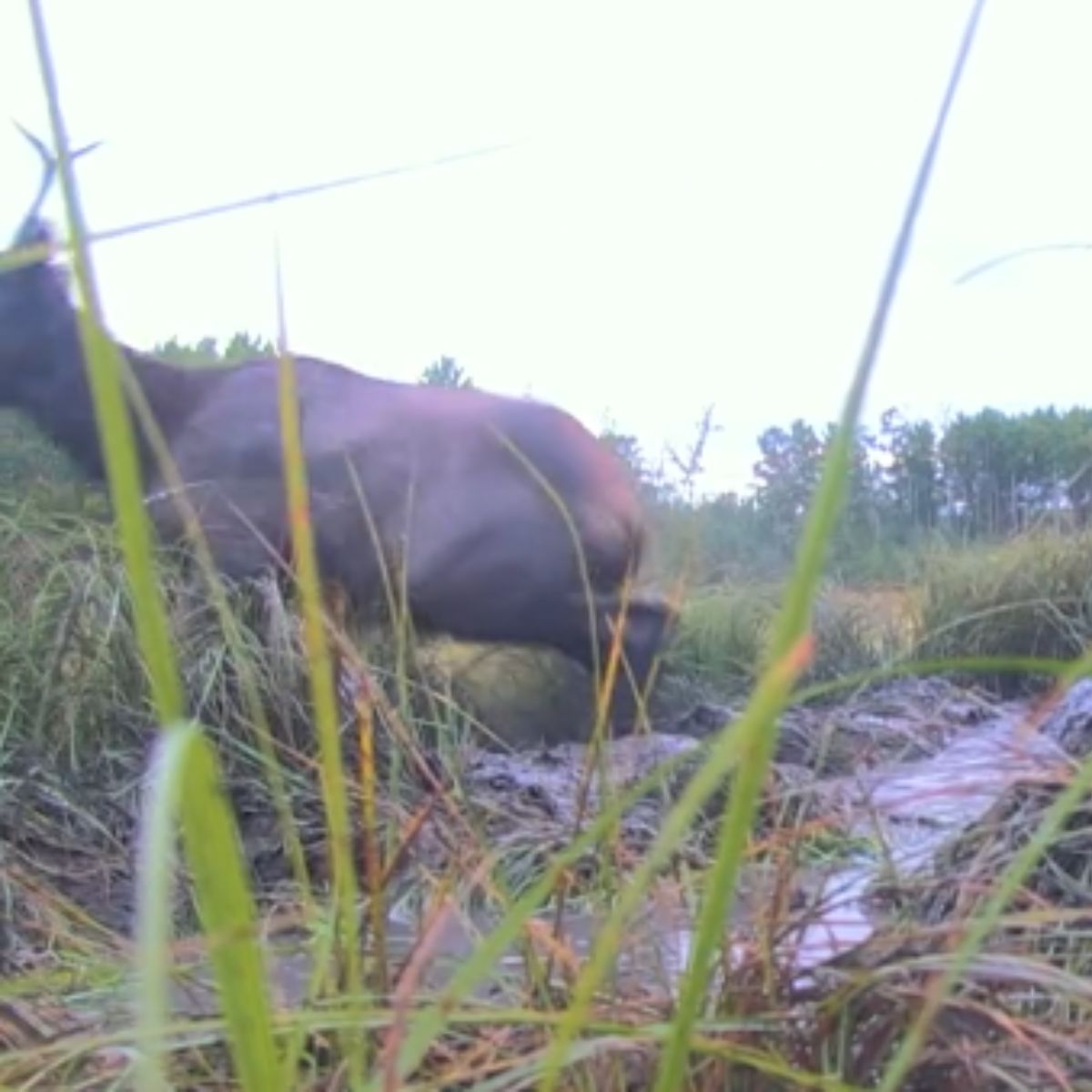 rescued elk running away