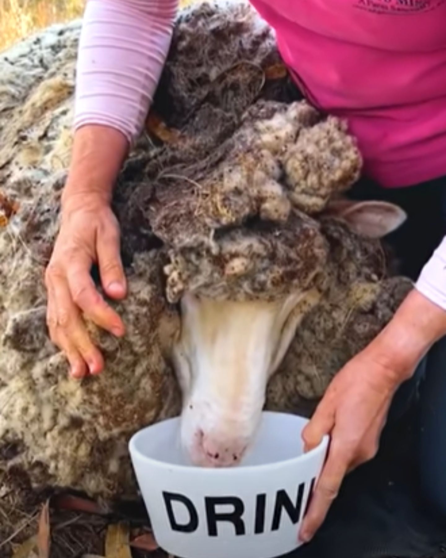 sheep drinking a water