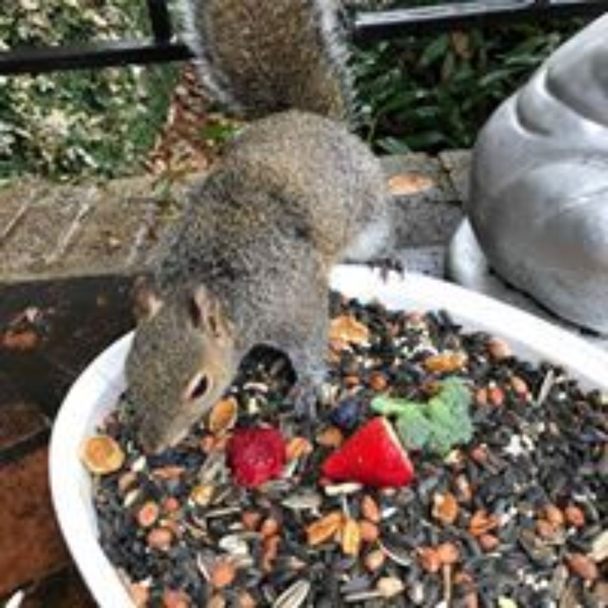 squirrel eating