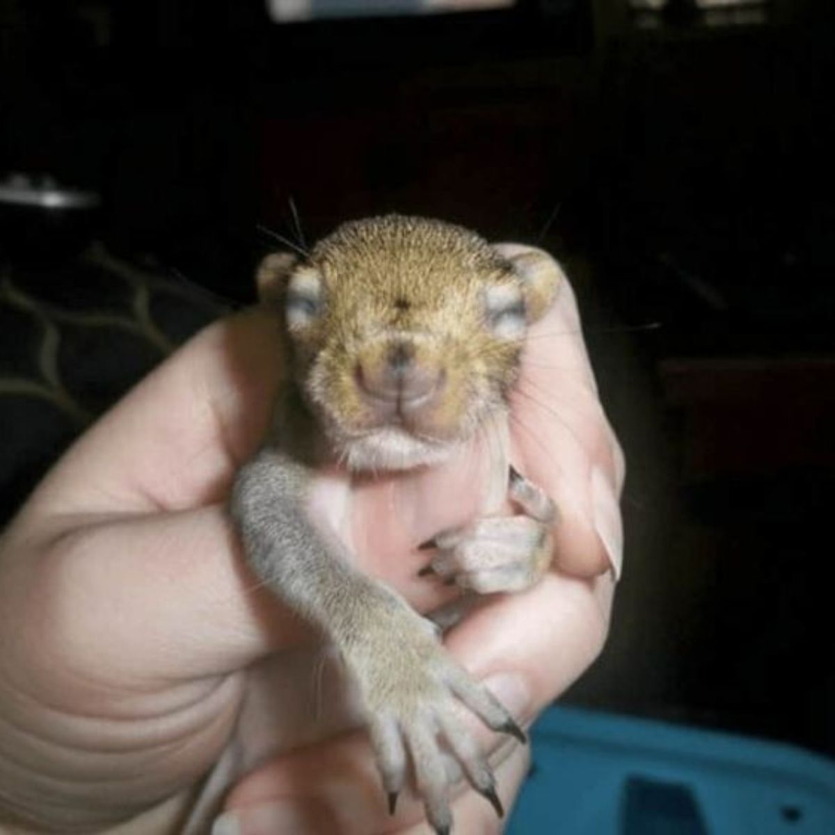 squirrel held in hand