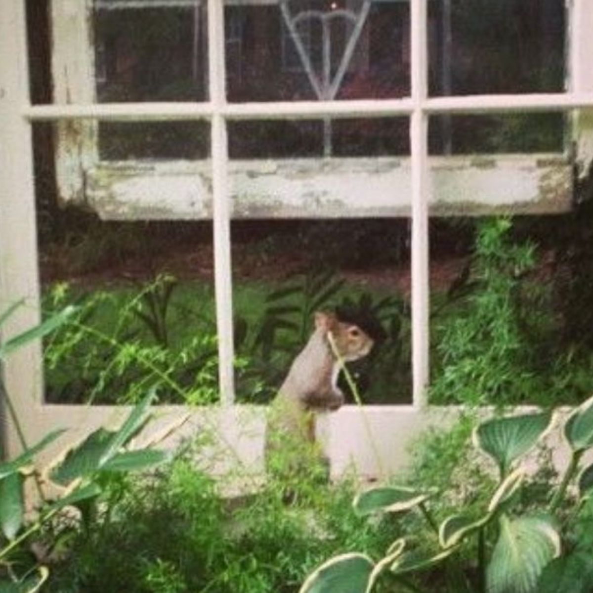 squirrel on a window