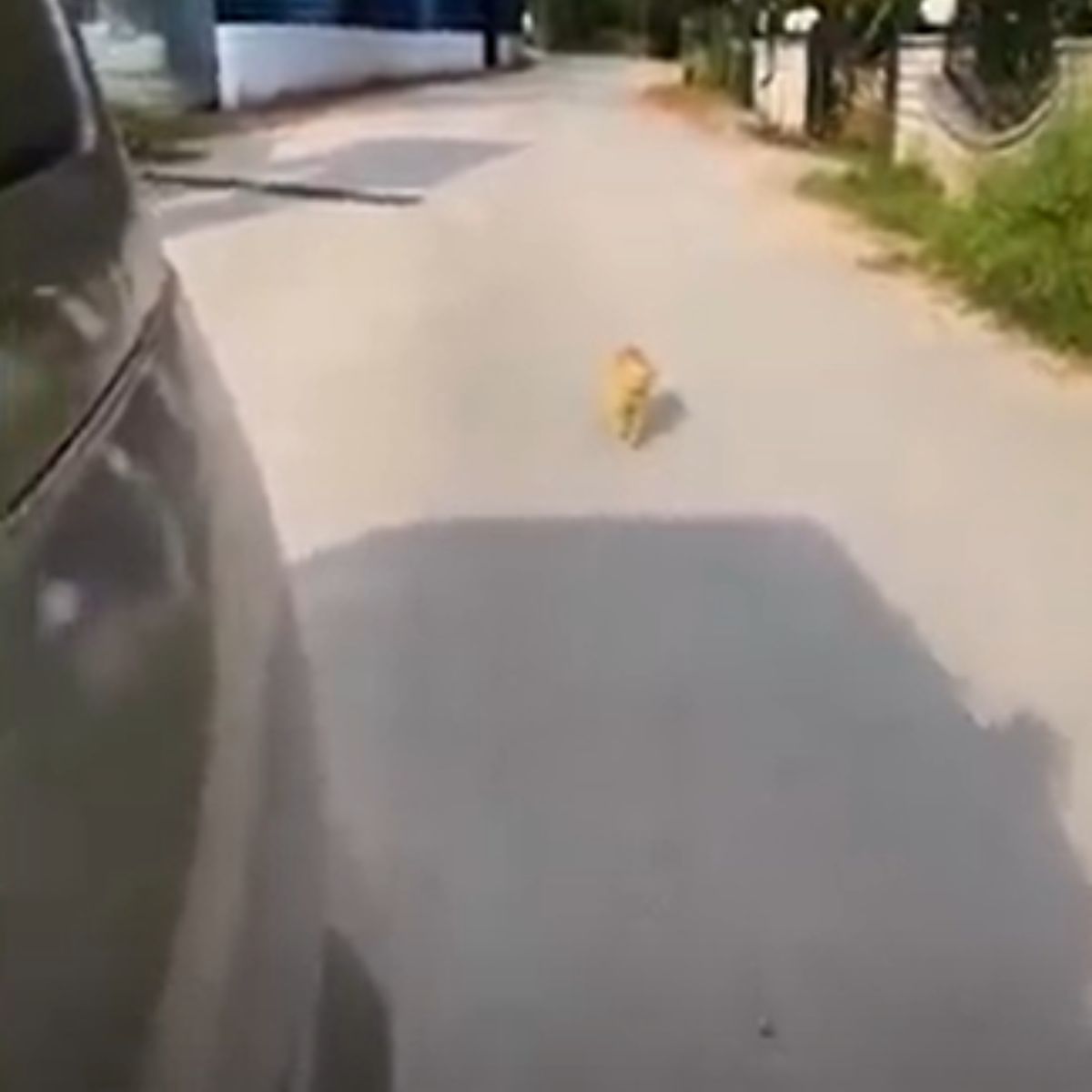 stray ginger cat