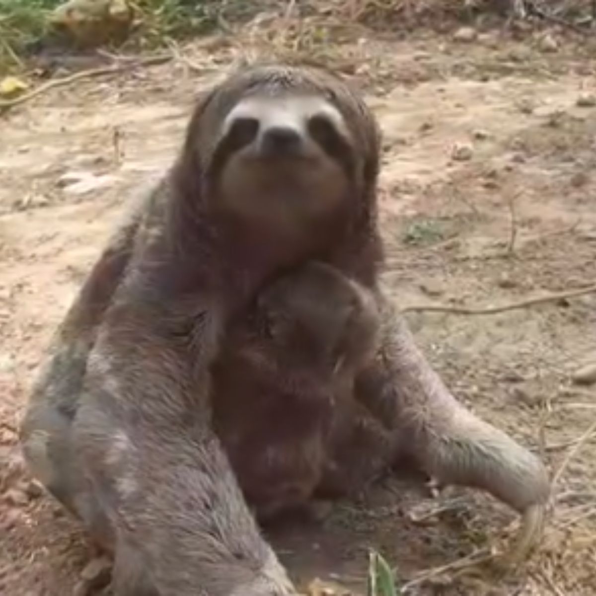 sweet mother sloth