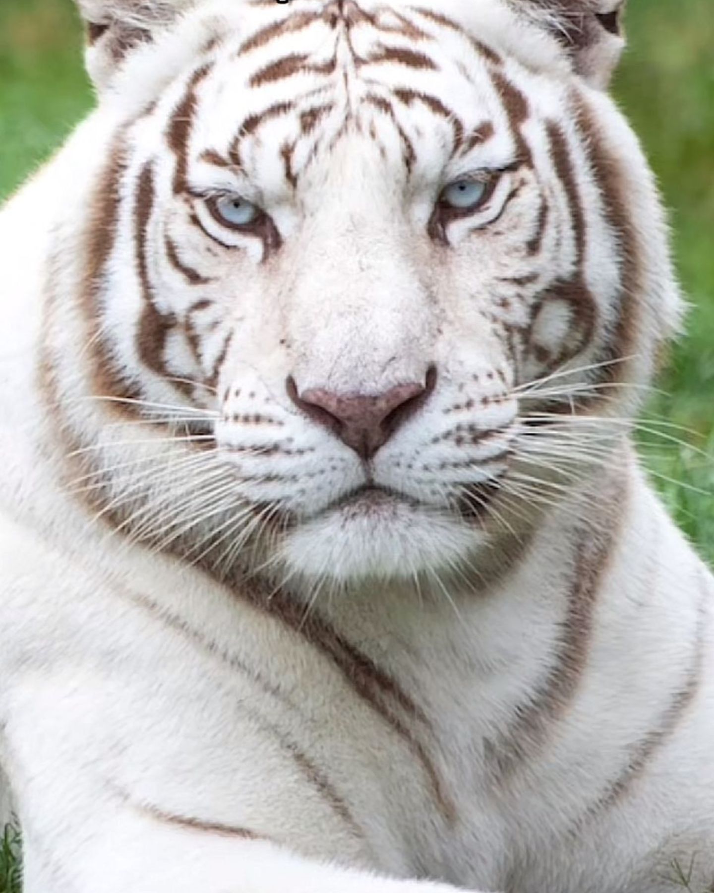 sweet white tiger