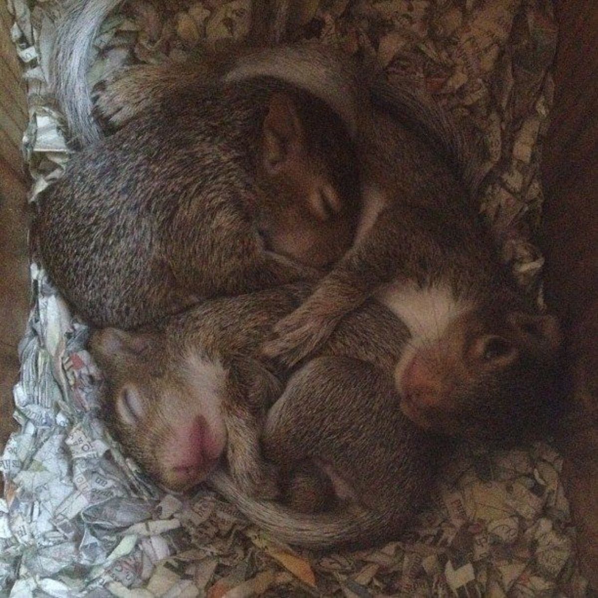 tiny squirrels sleeping