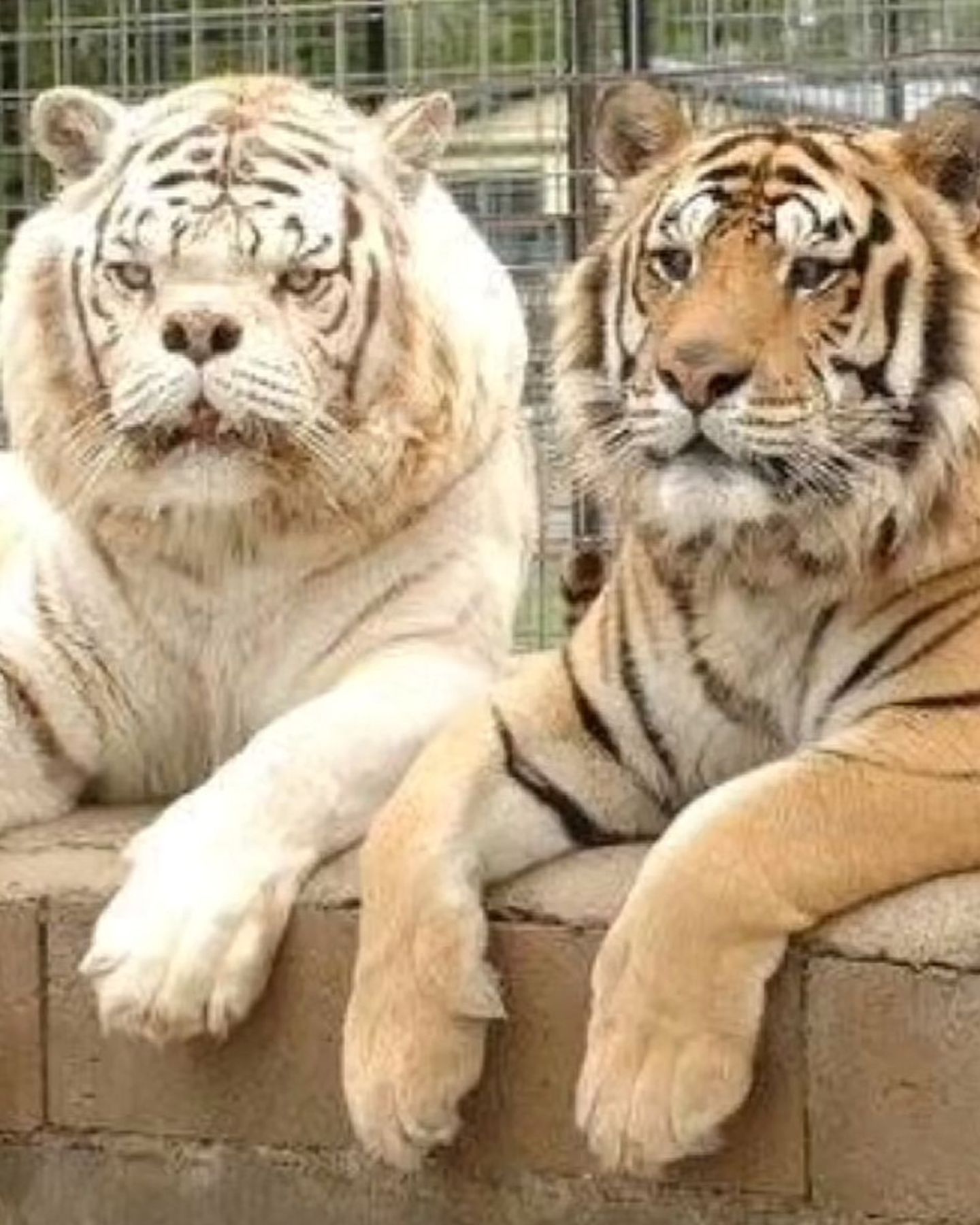 two tigers