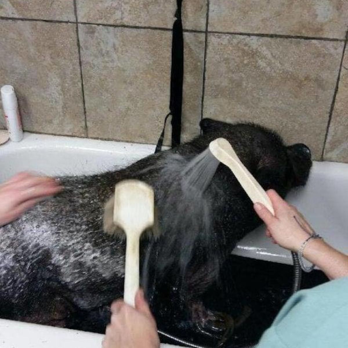 washing black pig