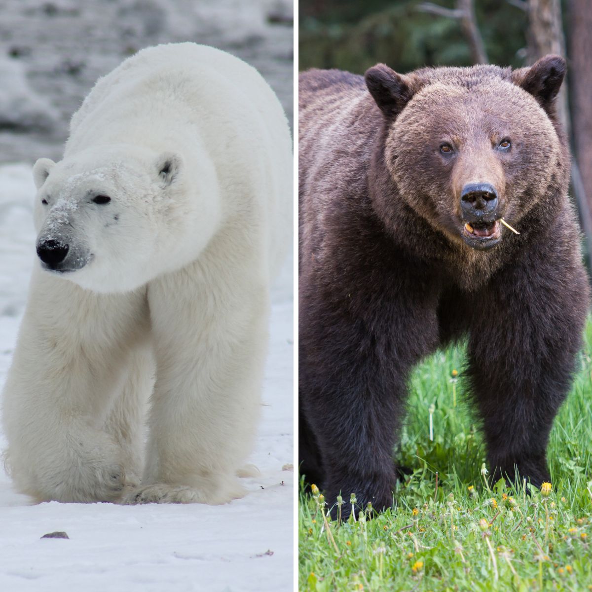 white and brown bear