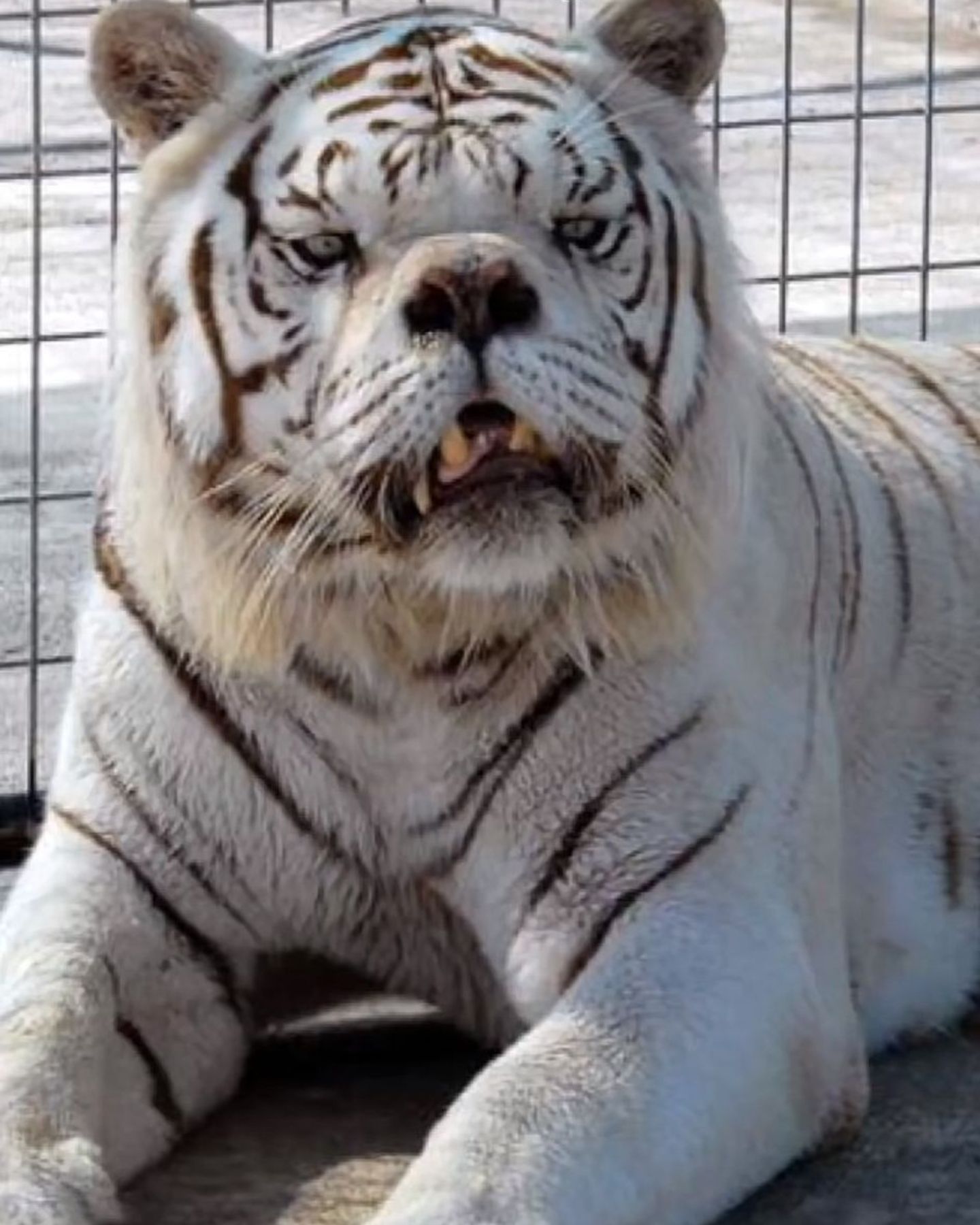 white tiger with down syndrome