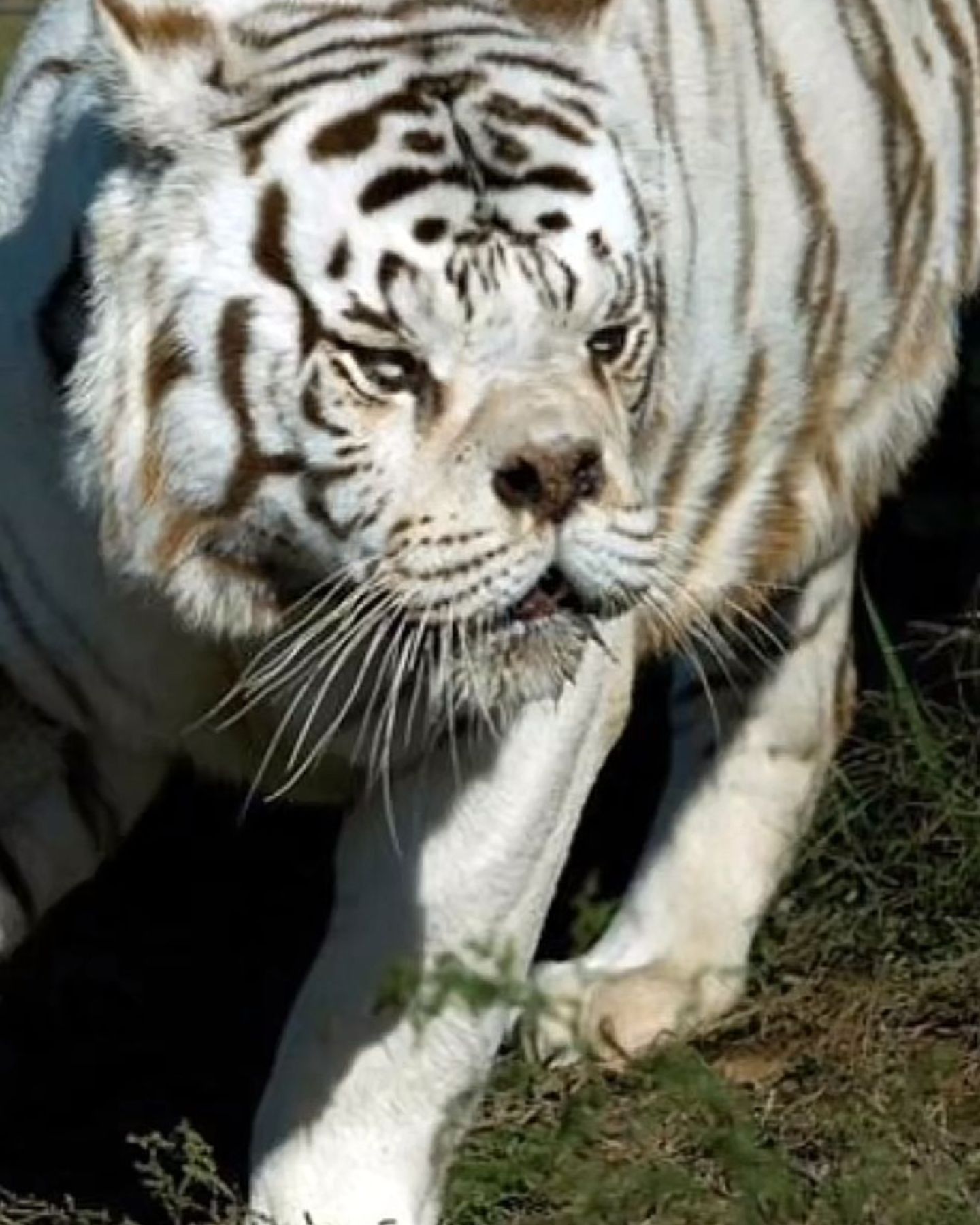 white tiger