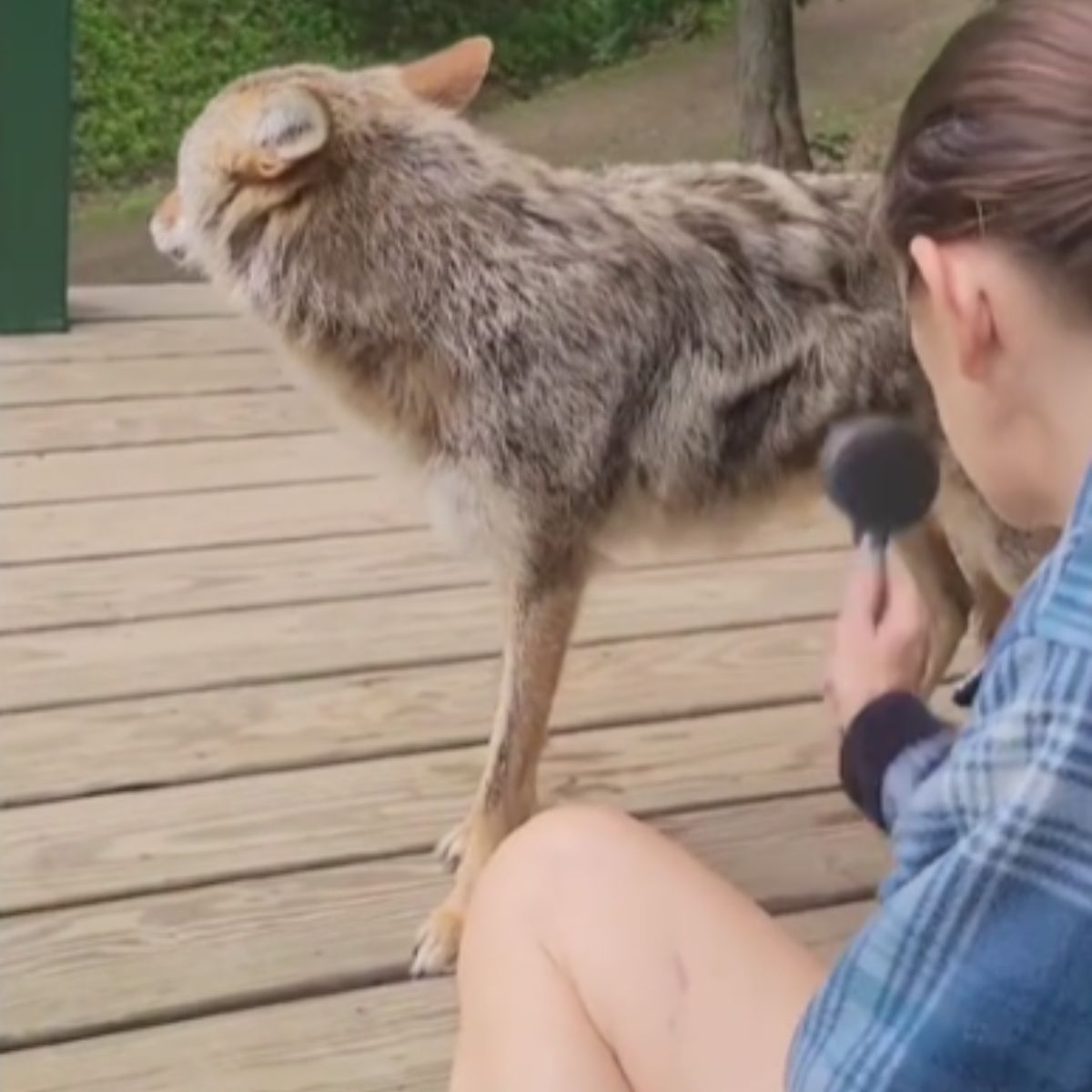 woman and coyote