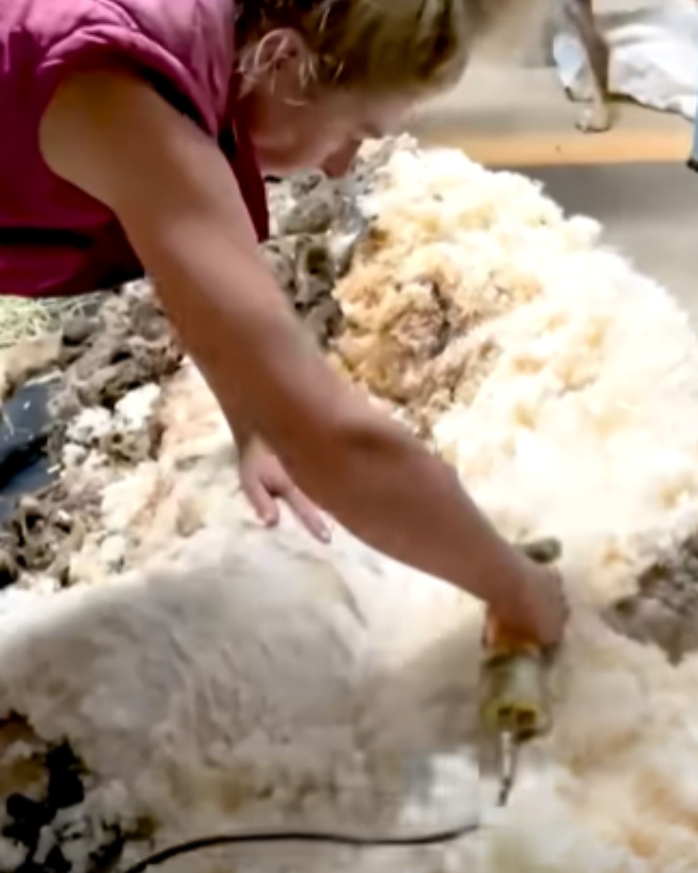 woman shaving a sheep