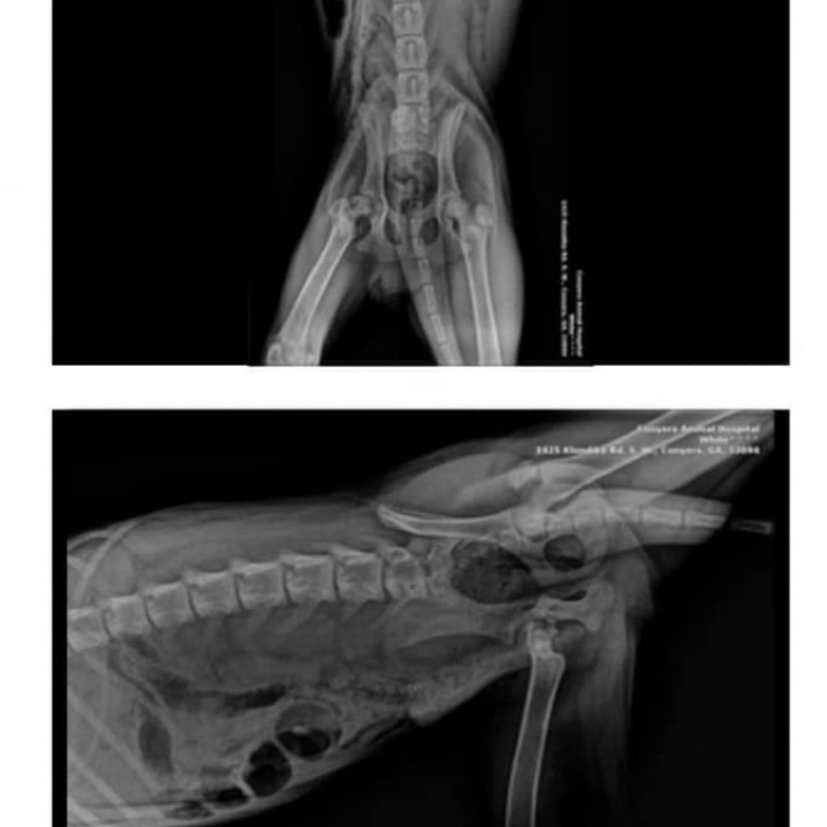 x ray of dog