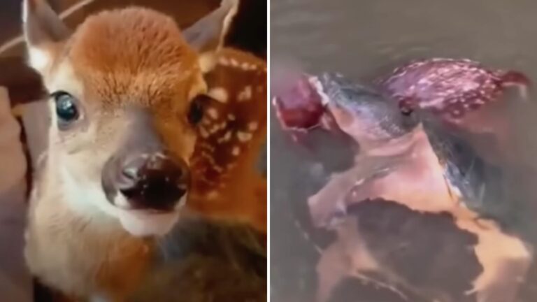 A Baby Deer Was Nearly Drowned By Two Giant Turtles