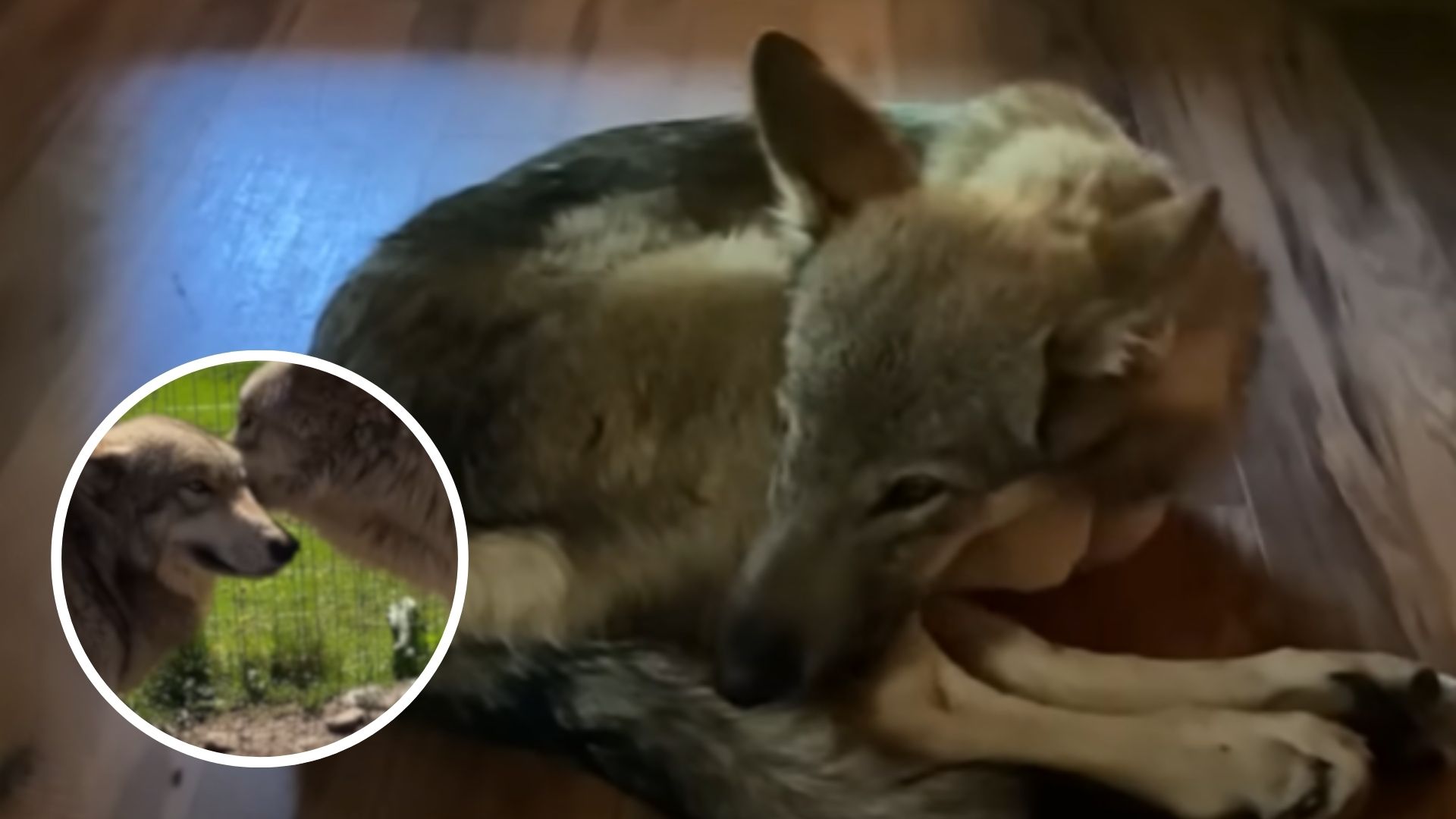 Abused Wolf Dog Recognizes His Long Lost Brother In A Heart-Melting Reunion