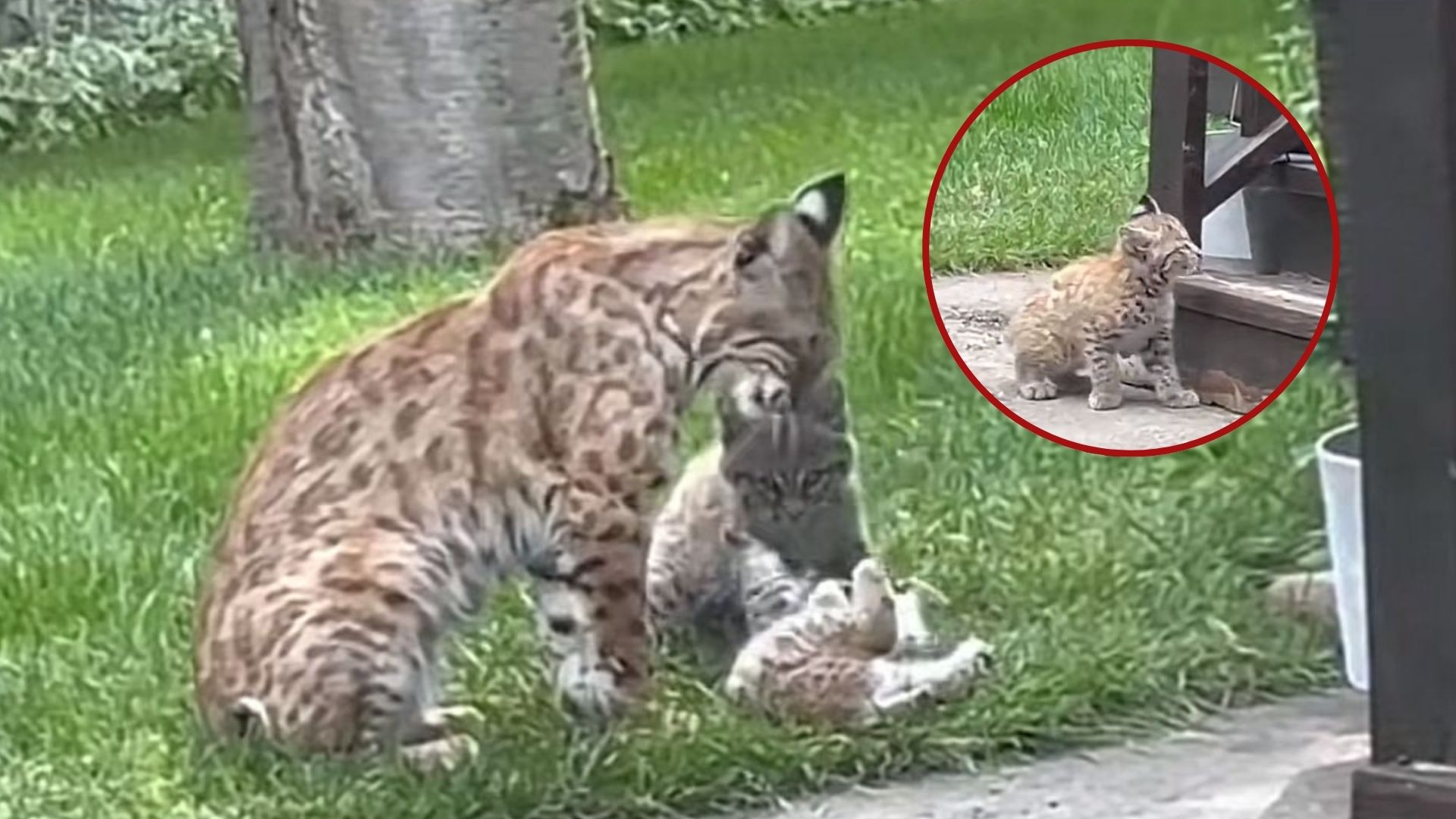 bobcat family on porch